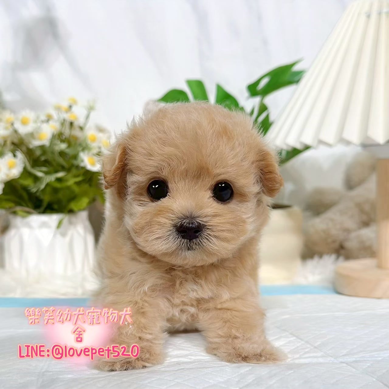 馬爾泰迪-樂芙幼犬寵物犬舍