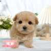 馬爾泰迪-樂芙幼犬寵物犬舍