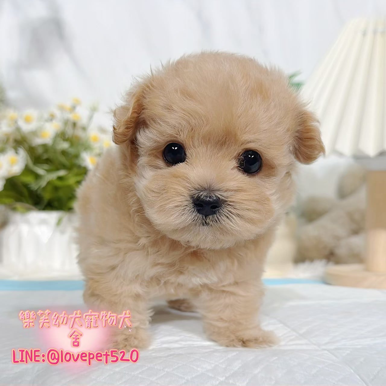 馬爾泰迪-樂芙幼犬寵物犬舍