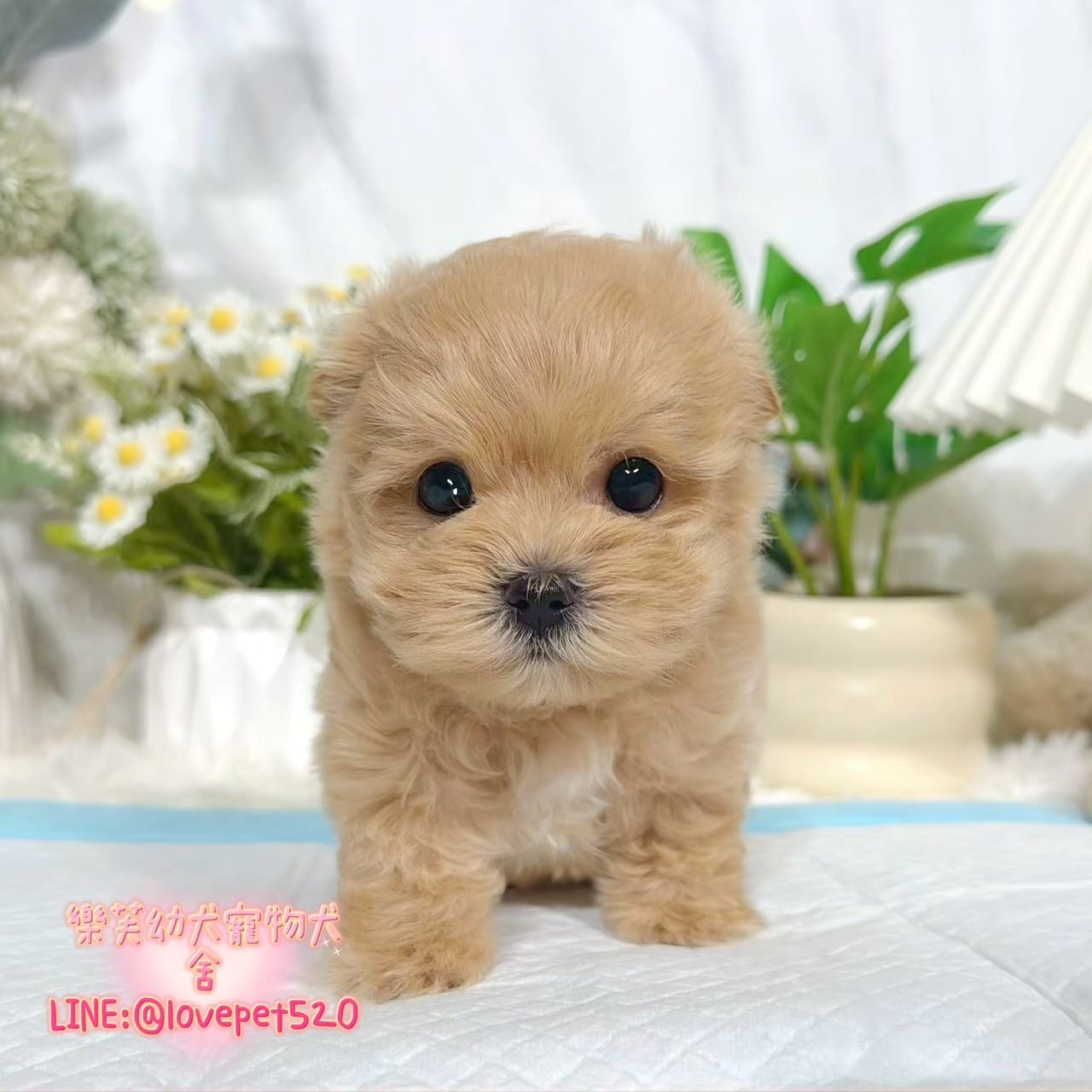 馬爾泰迪-樂芙幼犬寵物犬舍