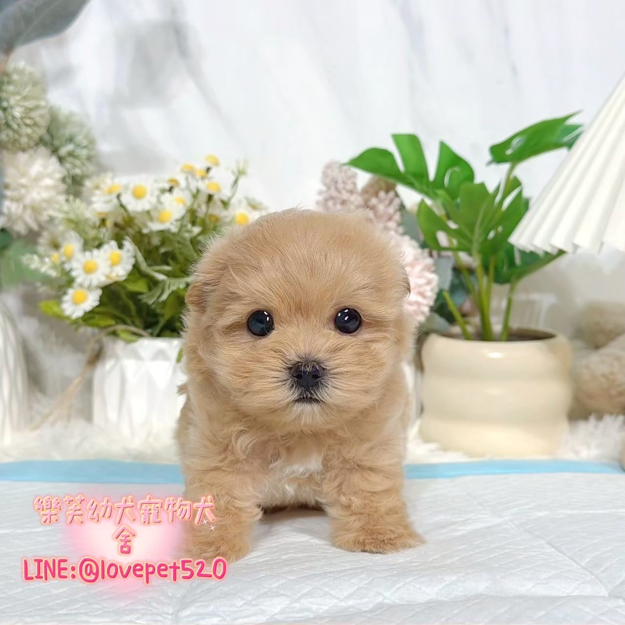 馬爾泰迪-樂芙幼犬寵物犬舍