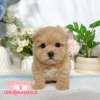 馬爾泰迪-樂芙幼犬寵物犬舍