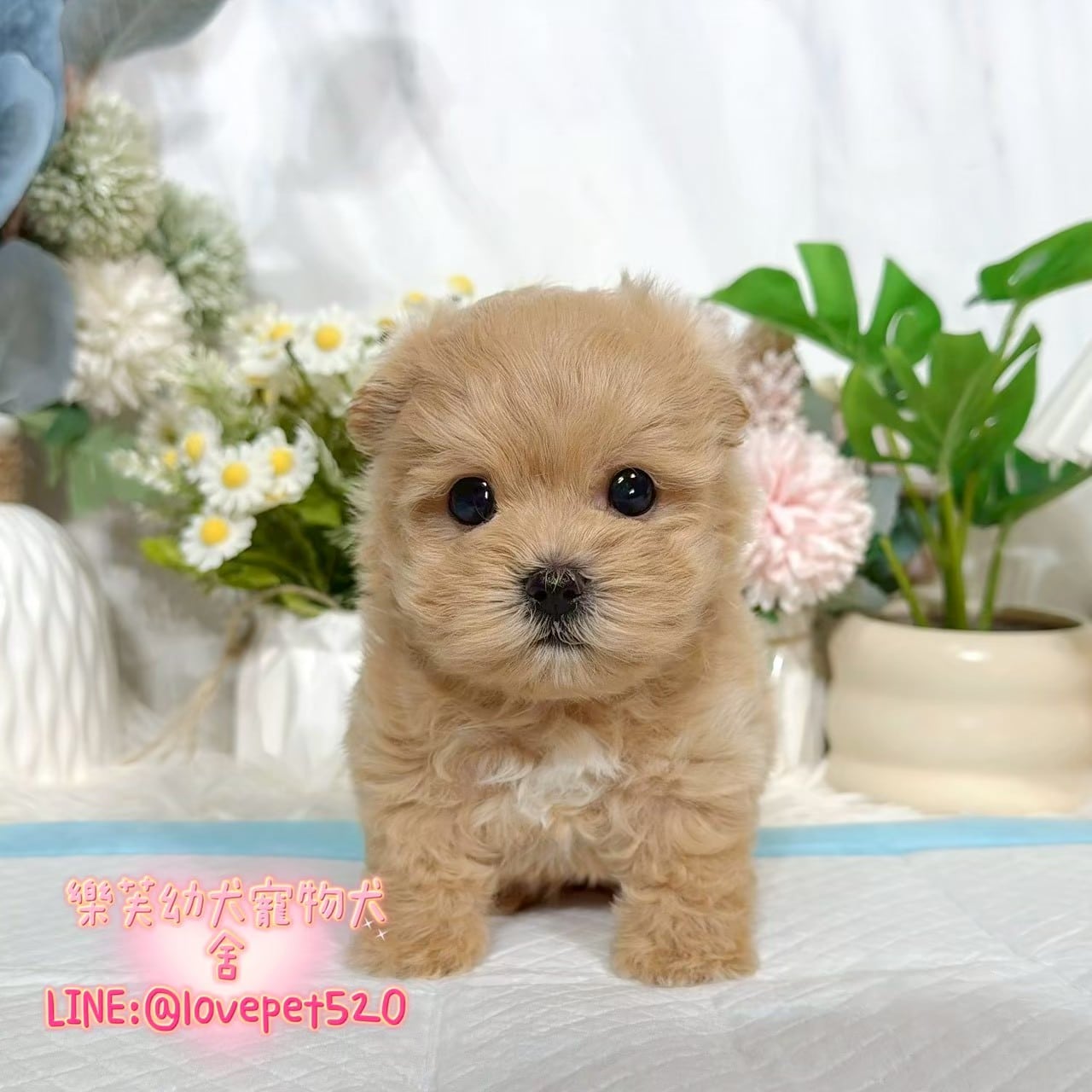 馬爾泰迪-樂芙幼犬寵物犬舍