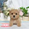 馬爾泰迪-樂芙幼犬寵物犬舍