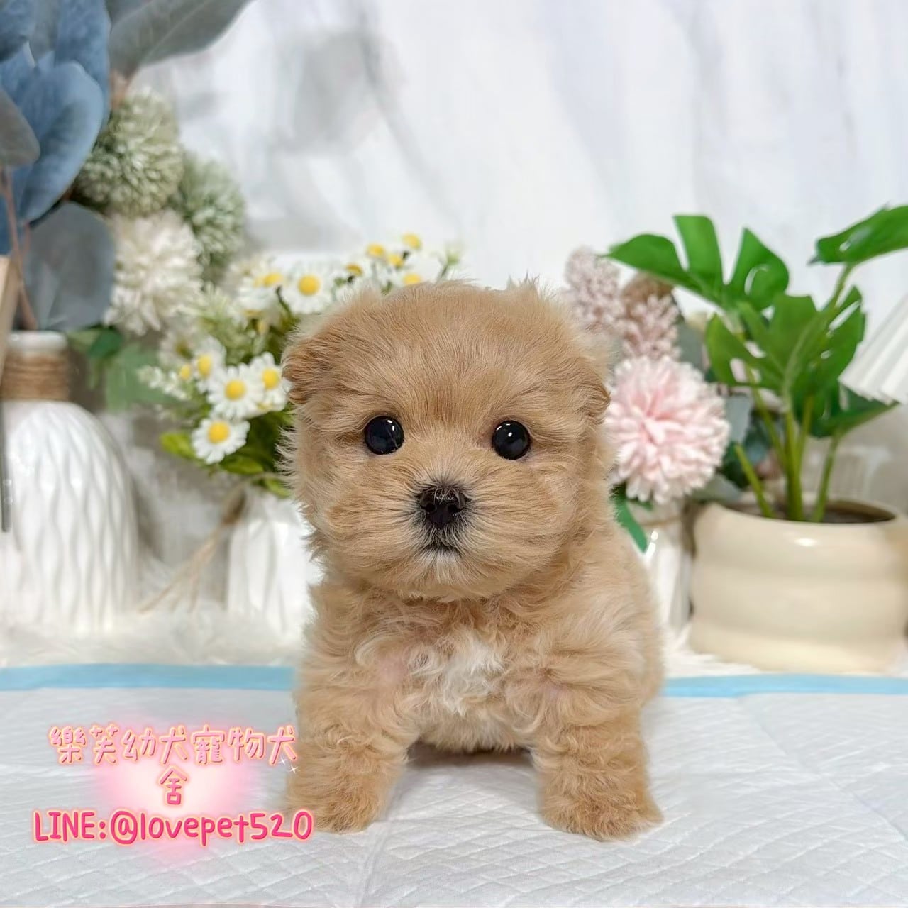 馬爾泰迪-樂芙幼犬寵物犬舍