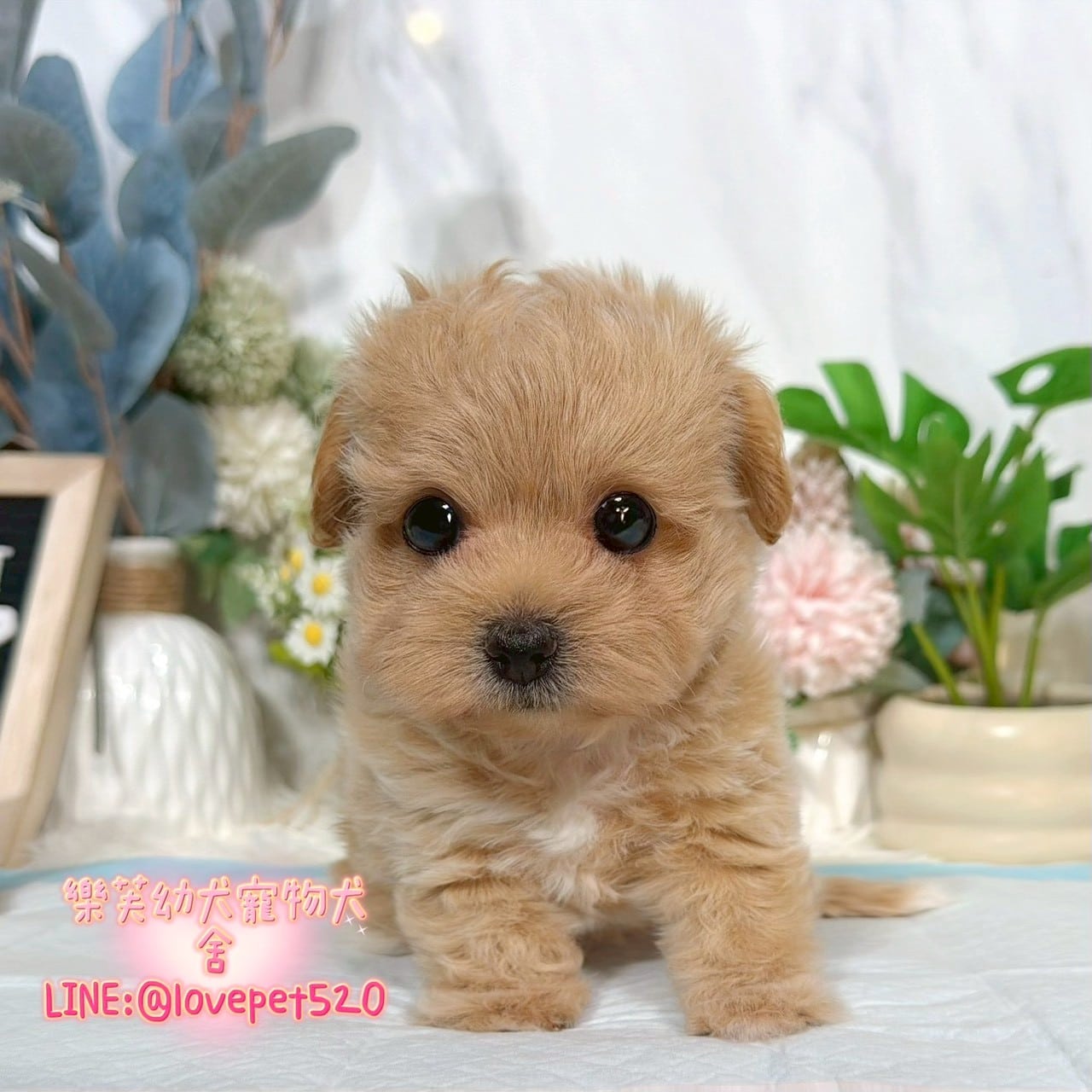 馬爾泰迪-樂芙幼犬寵物犬舍