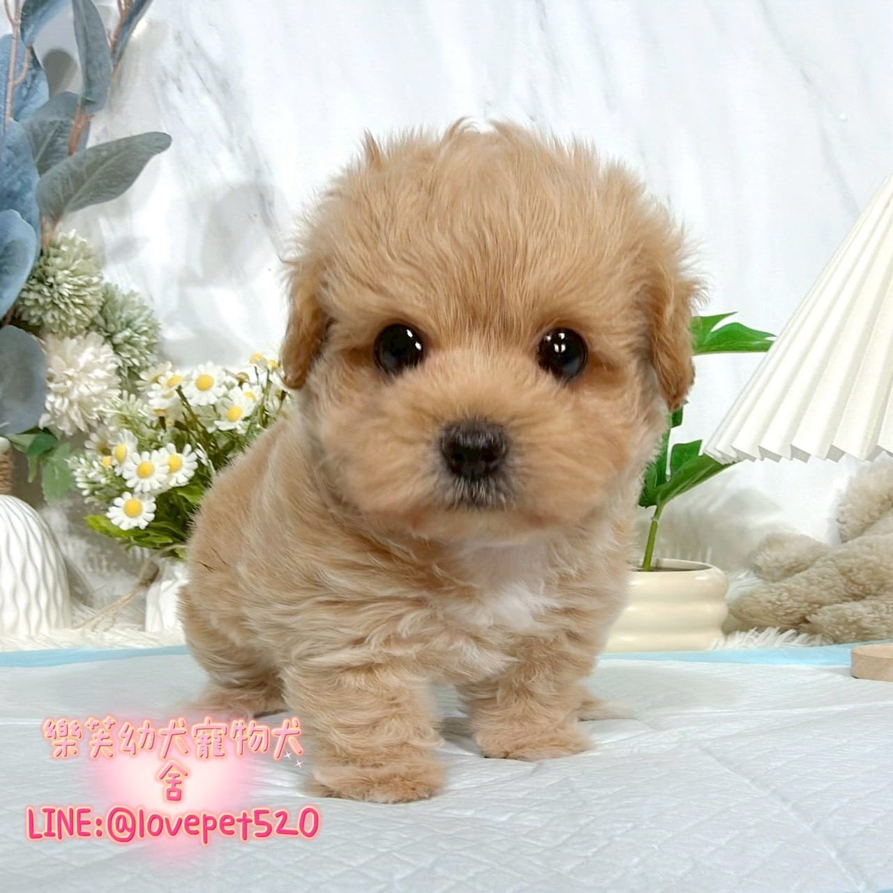 馬爾泰迪-樂芙幼犬寵物犬舍