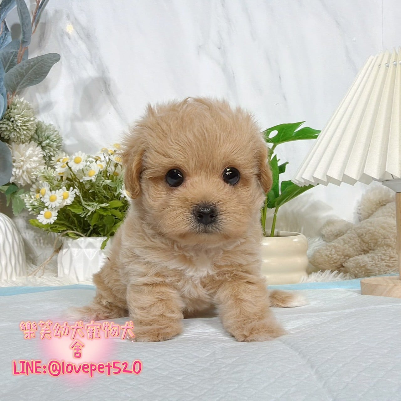 馬爾泰迪-樂芙幼犬寵物犬舍