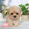 馬爾泰迪-樂芙幼犬寵物犬舍