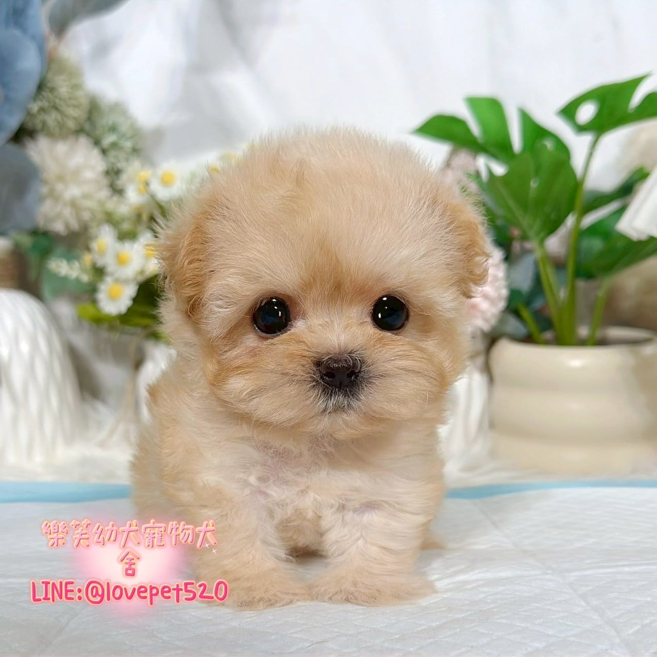 馬爾泰迪-樂芙幼犬寵物犬舍