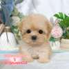 馬爾泰迪-樂芙幼犬寵物犬舍