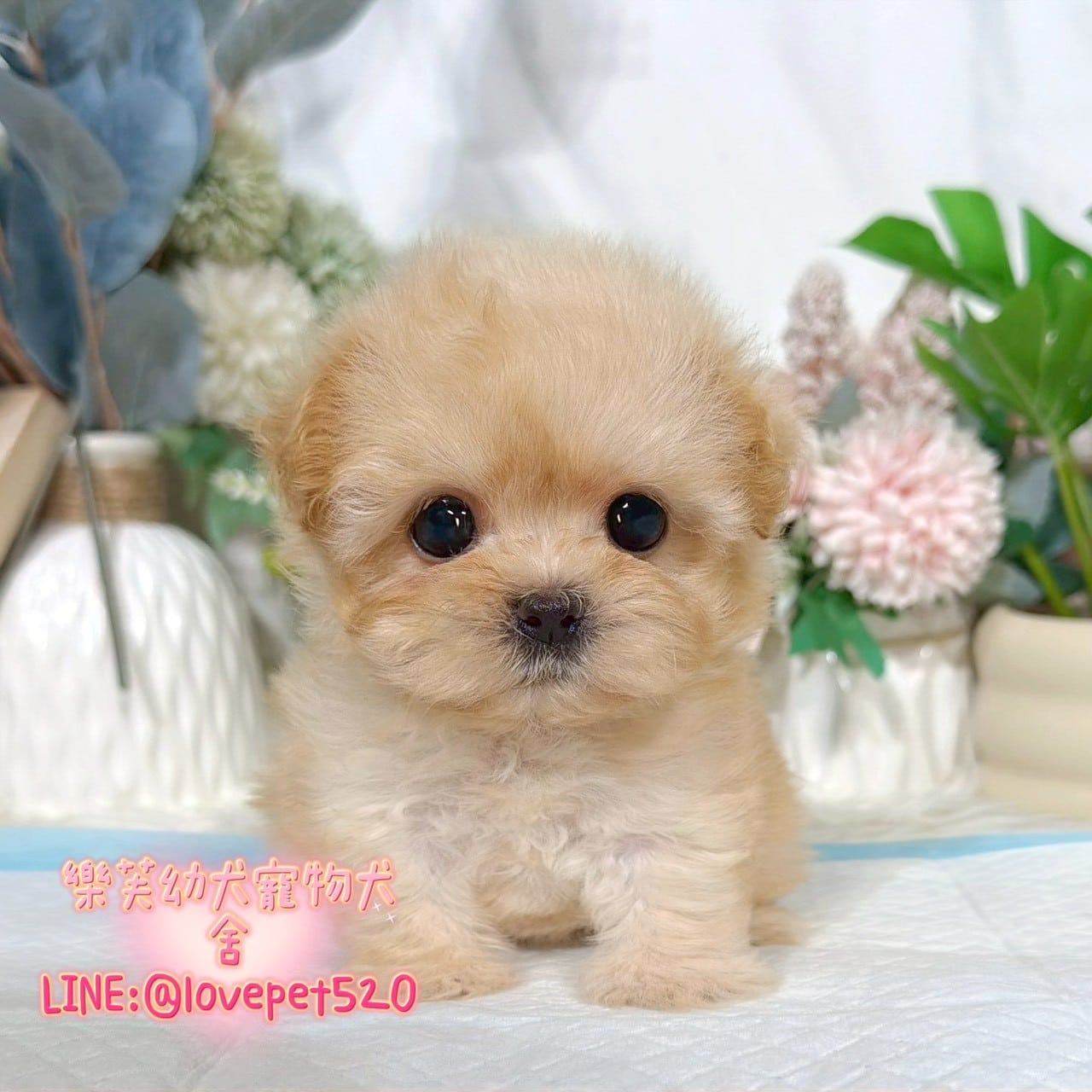馬爾泰迪-樂芙幼犬寵物犬舍