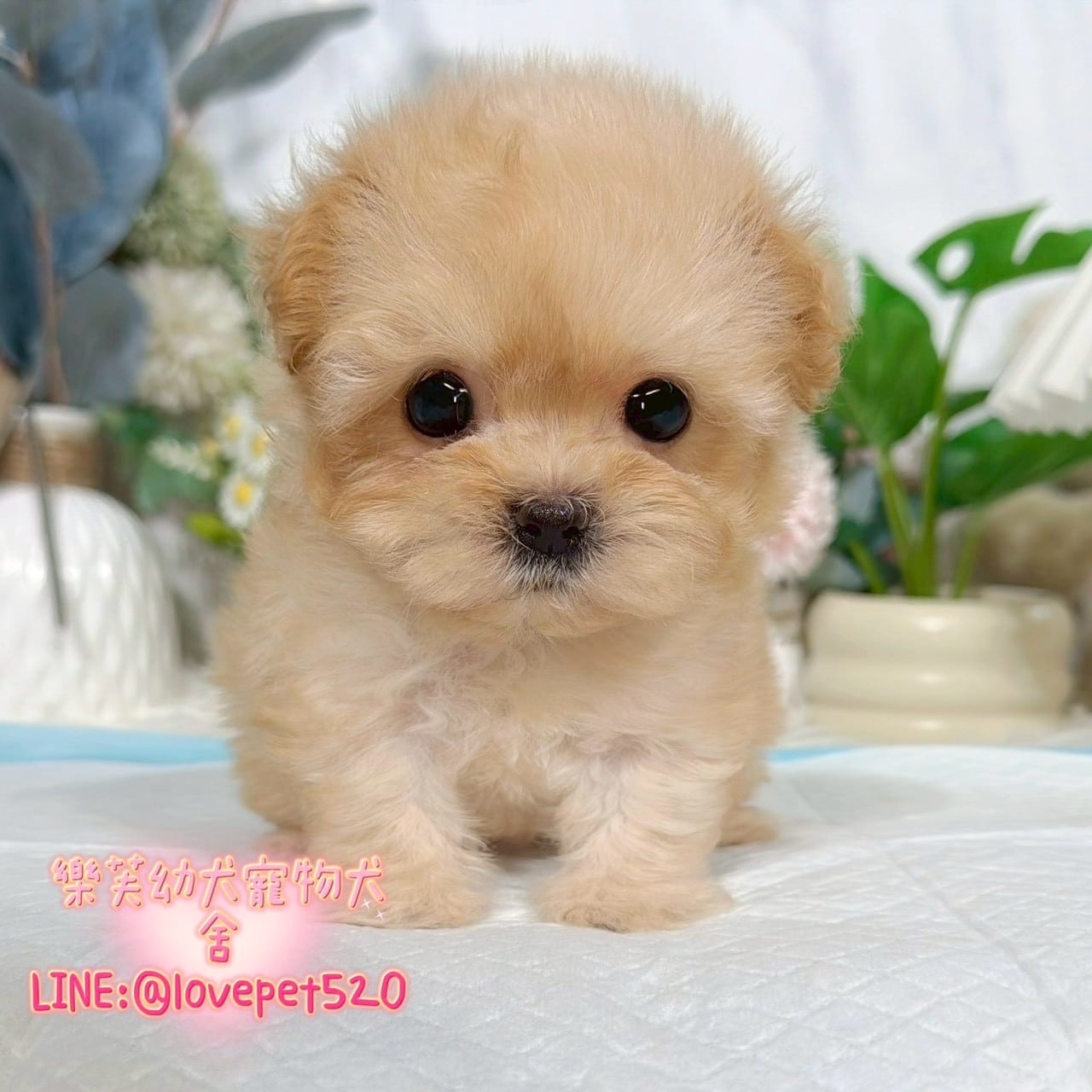 馬爾泰迪-樂芙幼犬寵物犬舍