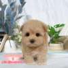 馬爾泰迪-樂芙幼犬寵物犬舍
