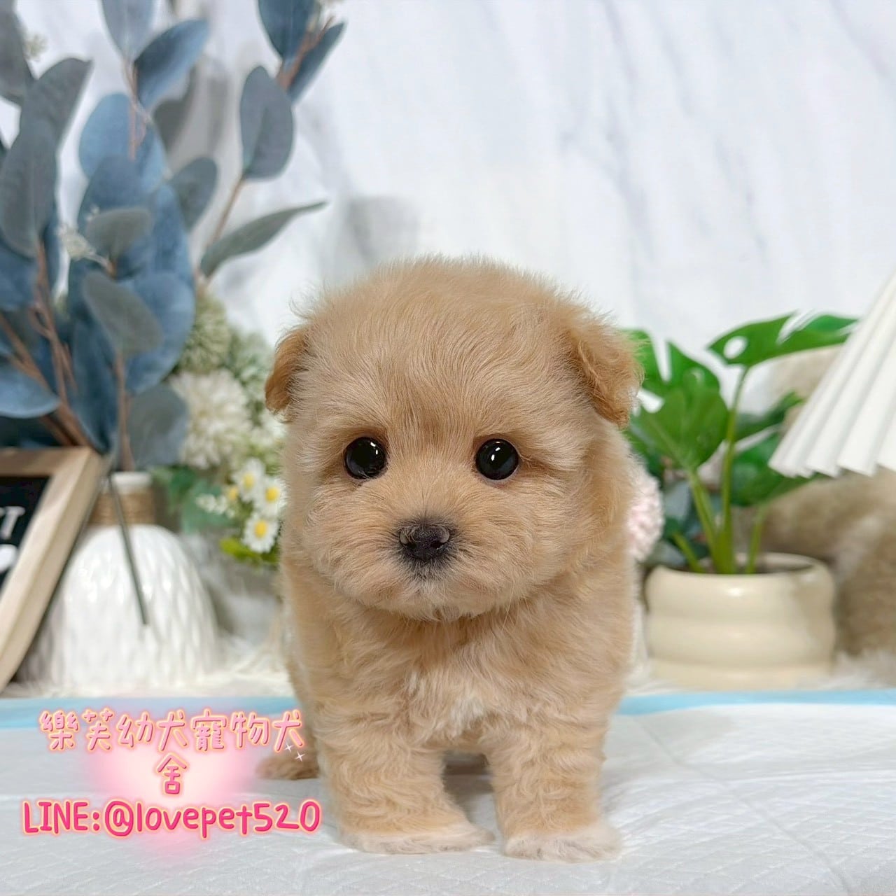 馬爾泰迪-樂芙幼犬寵物犬舍