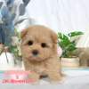 馬爾泰迪-樂芙幼犬寵物犬舍
