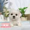 馬爾濟斯-樂芙幼犬寵物犬舍
