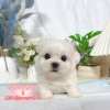 馬爾濟斯-樂芙幼犬寵物犬舍