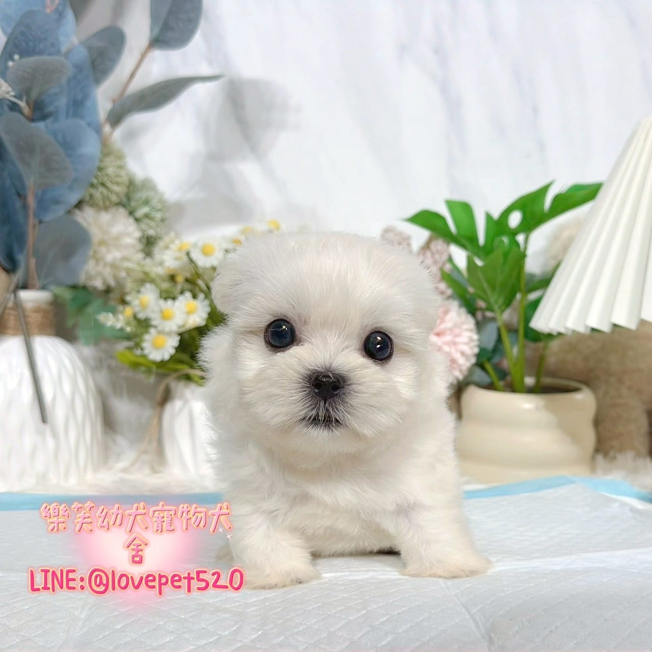 馬爾濟斯-樂芙幼犬寵物犬舍
