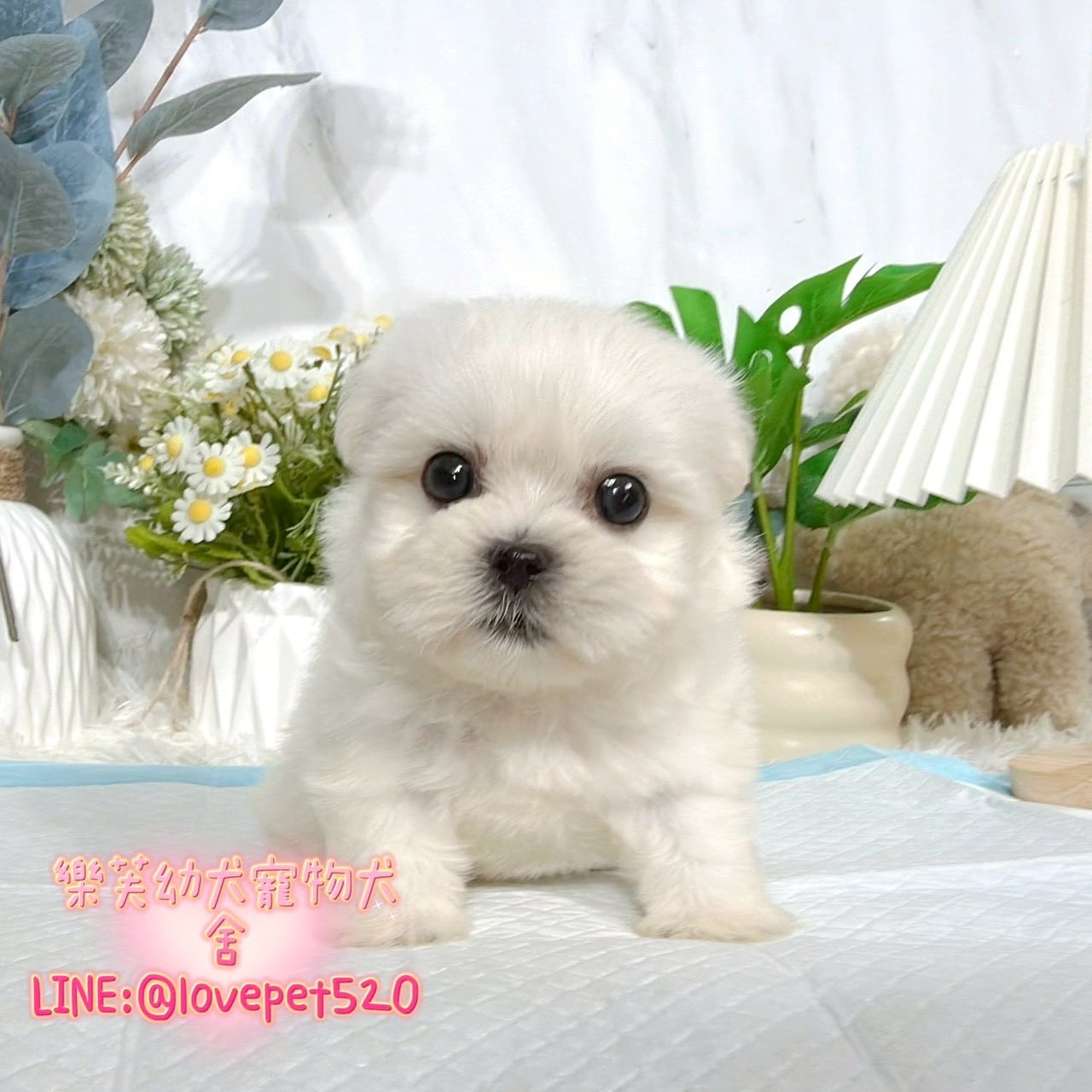 馬爾濟斯-樂芙幼犬寵物犬舍