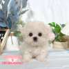 馬爾濟斯-樂芙幼犬寵物犬舍