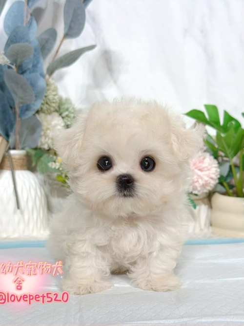 馬爾濟斯-樂芙幼犬寵物犬舍 馬爾濟斯-樂芙幼犬寵物犬舍