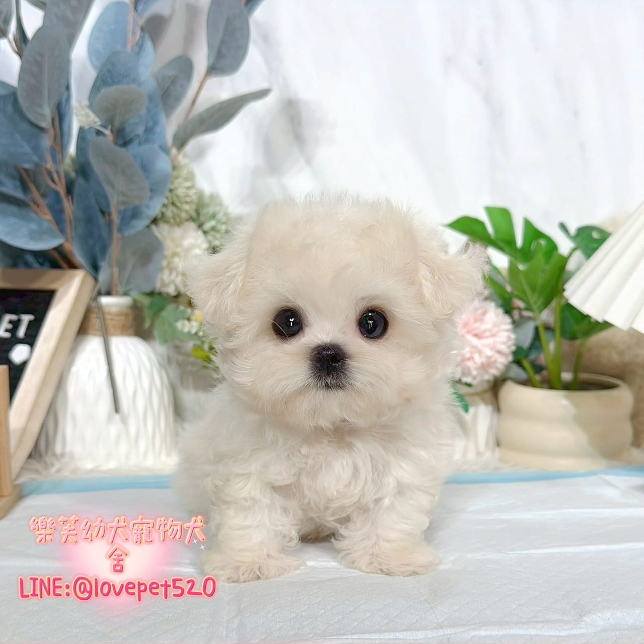馬爾濟斯-樂芙幼犬寵物犬舍