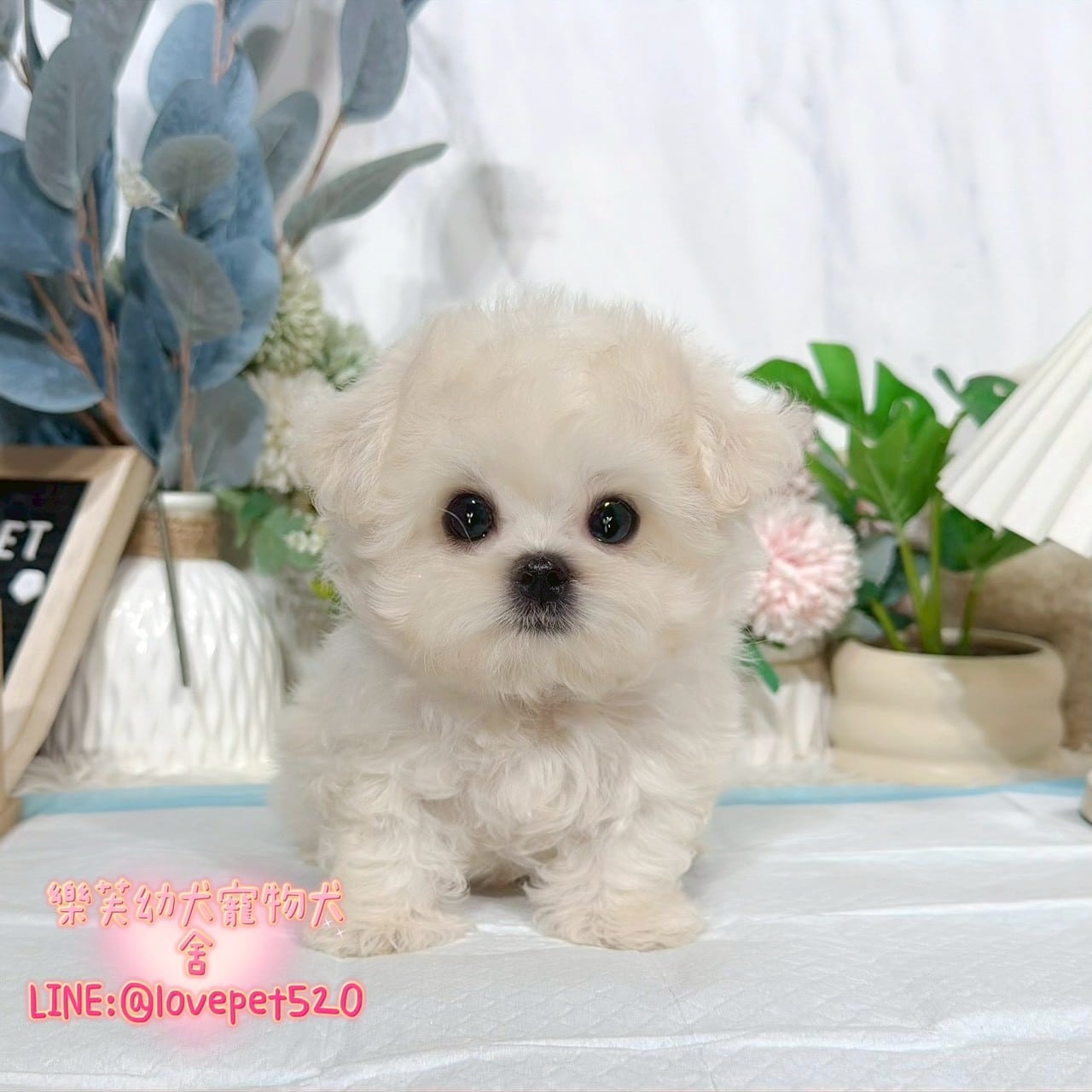 馬爾濟斯-樂芙幼犬寵物犬舍