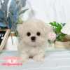 馬爾濟斯-樂芙幼犬寵物犬舍