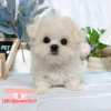 馬爾濟斯-樂芙幼犬寵物犬舍