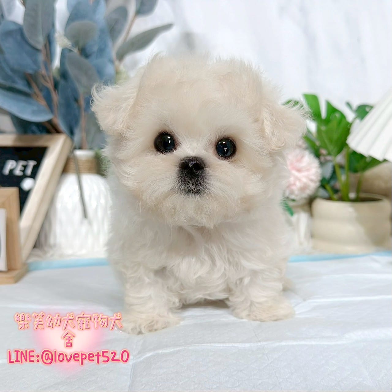 馬爾濟斯-樂芙幼犬寵物犬舍