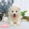 薩摩耶-樂芙幼犬寵物犬舍