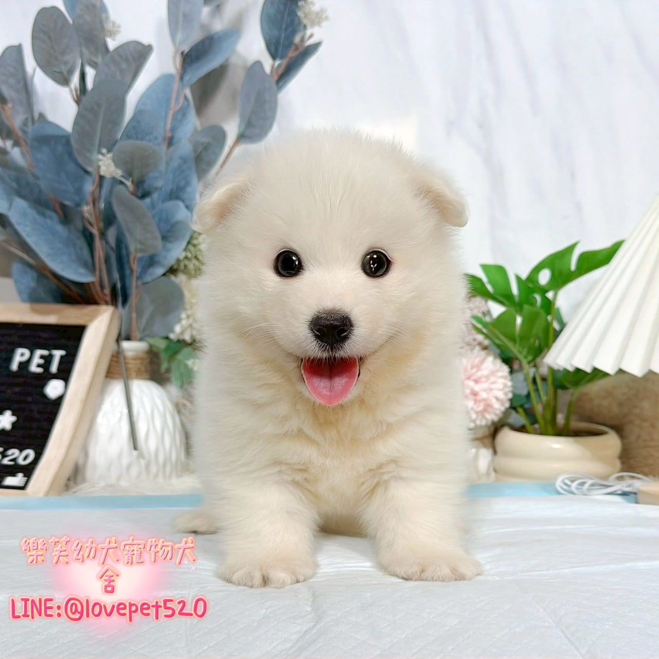 薩摩耶-樂芙幼犬寵物犬舍