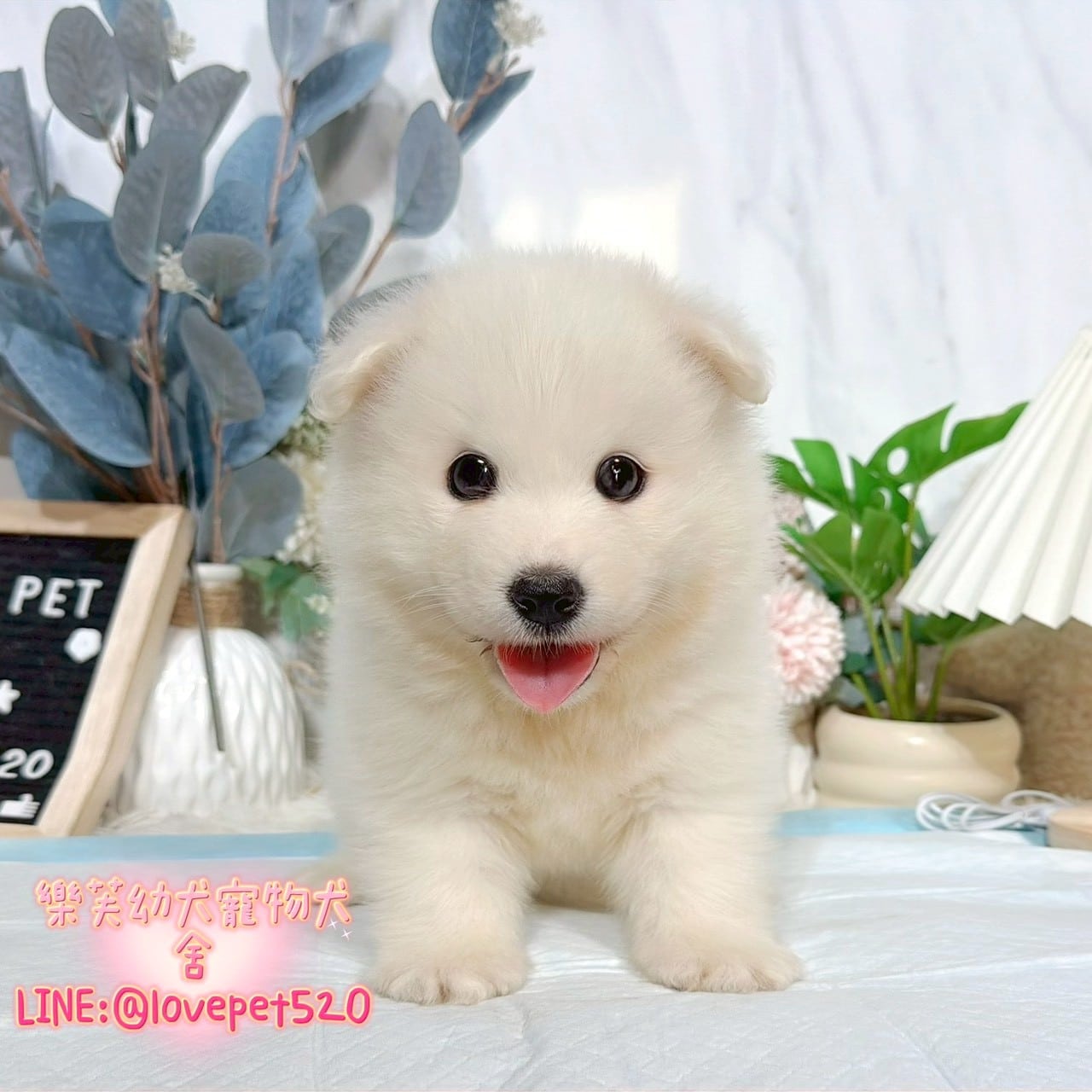 薩摩耶-樂芙幼犬寵物犬舍