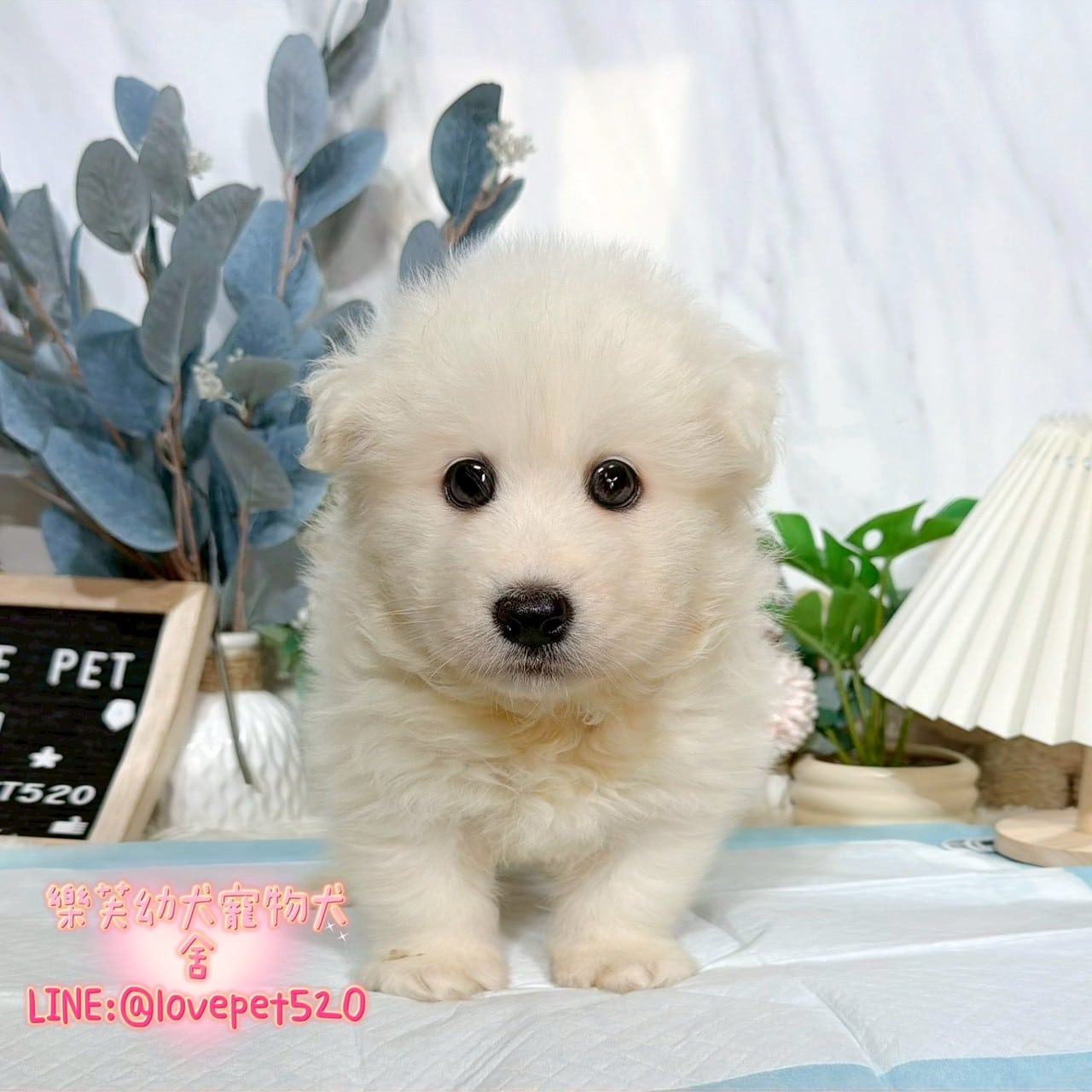薩摩耶-樂芙幼犬寵物犬舍