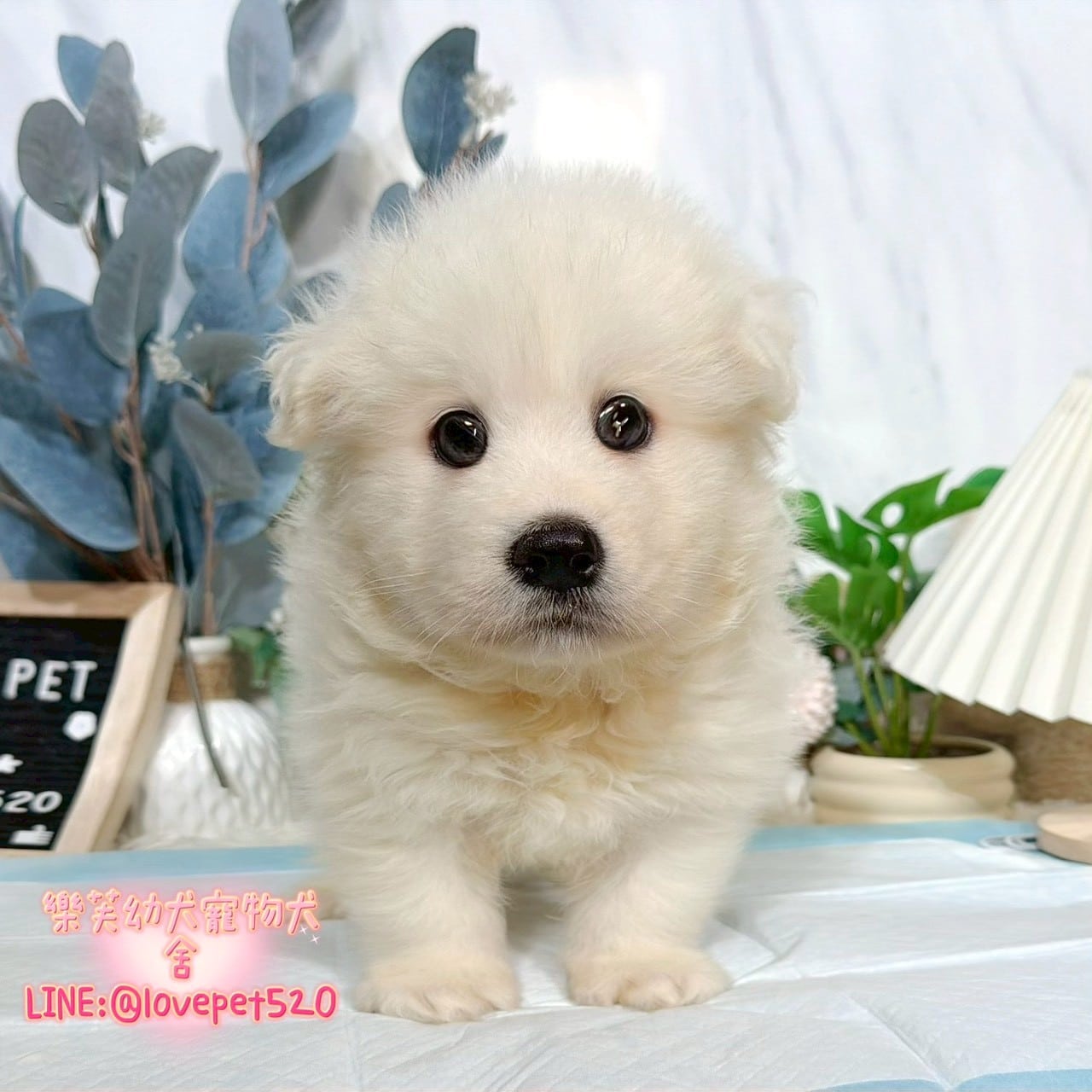 薩摩耶-樂芙幼犬寵物犬舍